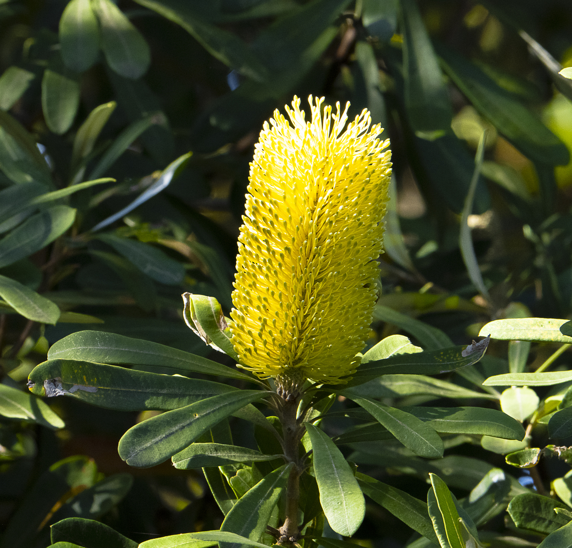 Coastal banksia -  Banksia integrifolia  Australia,Banksia integrifolia,Coast banksia,Geotagged,Winter