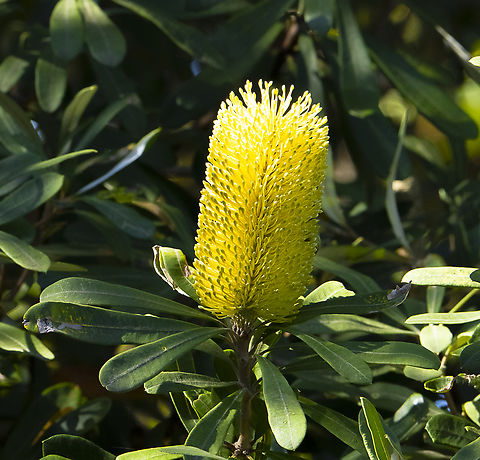 Coastal banksia -  Banksia integrifolia  Australia,Banksia integrifolia,Coast banksia,Geotagged,Winter