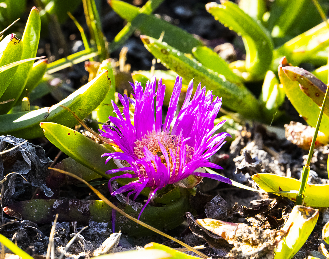 Carpobrotus glaucescens - Native pigface  Angular Sea-fig,Australia,Carpobrotus glaucescens,Geotagged,Winter