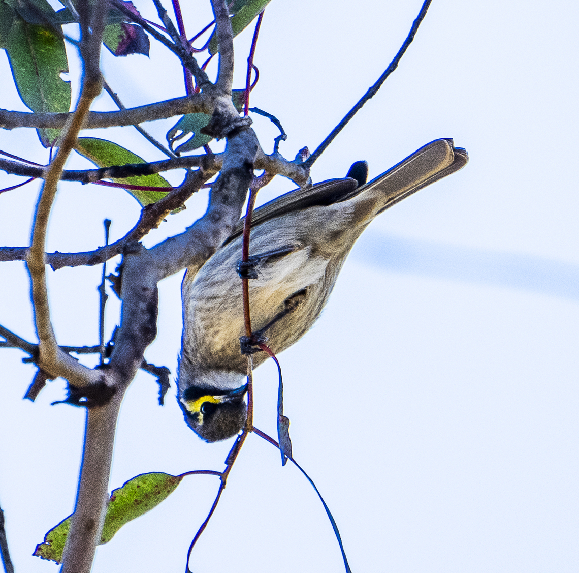 Yellow faced honeyeater  Australia,Caligavis chrysops,Geotagged,Winter,Yellow-faced honeyeater