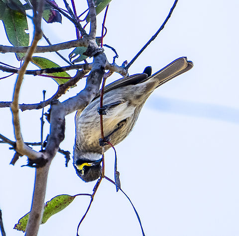 Yellow faced honeyeater  Australia,Caligavis chrysops,Geotagged,Winter,Yellow-faced honeyeater