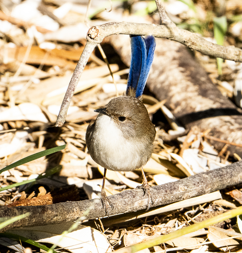 Superb Fairywren - Malurus cyaneus - A dull male  Australia,Geotagged,Malurus cyaneus,Superb Fairywren,Winter