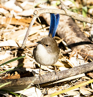 Superb Fairywren - Malurus cyaneus - A dull male  Australia,Geotagged,Malurus cyaneus,Superb Fairywren,Winter