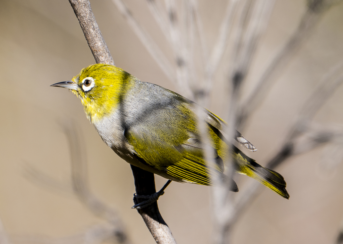 Silvereye  Australia,Geotagged,Silvereye,Winter,Zosterops lateralis