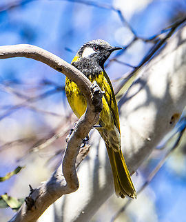 White-eared honeyeater  Nesoptilotis leucotis,White-eared honeyeater