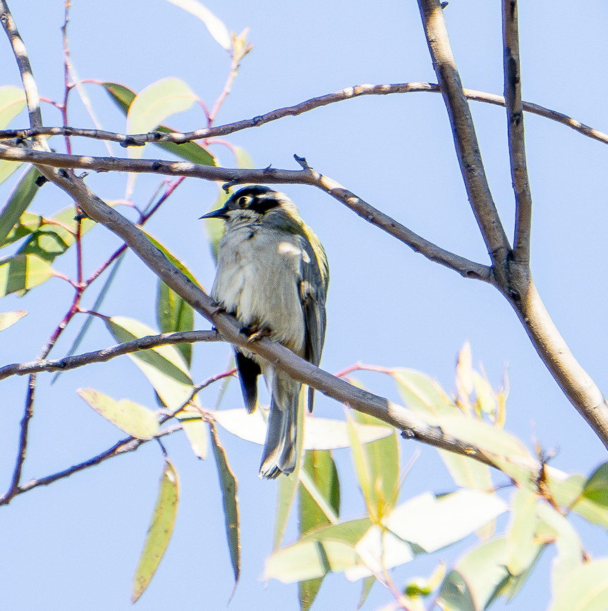 Brown-headed honeyeater  Australia,Brown-headed honeyeater,Geotagged,Melithreptus brevirostris,Winter