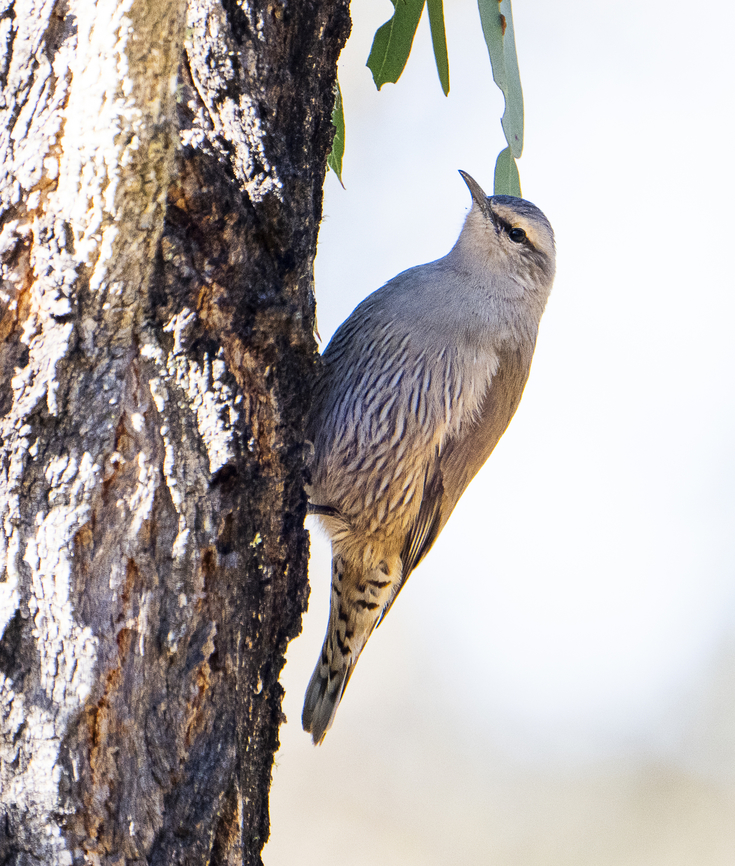 Brown Treecreeper  Australia,Brown treecreeper,Climacteris picumnus,Geotagged,Winter