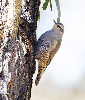 Brown Treecreeper  Australia,Brown treecreeper,Climacteris picumnus,Geotagged,Winter
