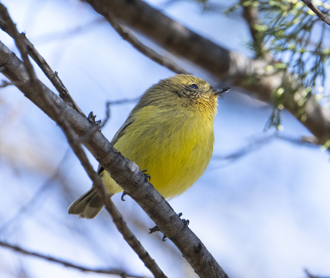 Yellow Thornbill   Acanthiza nana  Acanthiza nana,Australia,Geotagged,Winter,Yellow thornbill