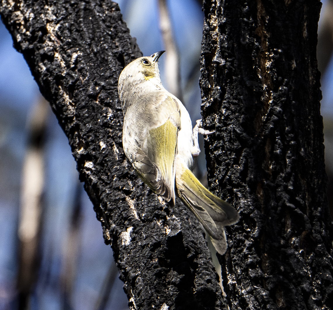 Fuscous Honeyeater  Ptilotula fusca  Australia,Fuscous honeyeater,Geotagged,Ptilotula fusca,Winter