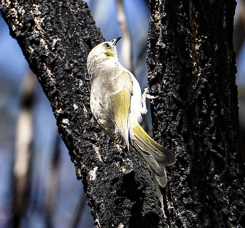 Fuscous Honeyeater  Ptilotula fusca  Australia,Fuscous honeyeater,Geotagged,Ptilotula fusca,Winter