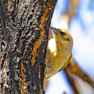 Fuscous honeyeater  Australia,Fuscous honeyeater,Geotagged,Ptilotula fusca,Winter