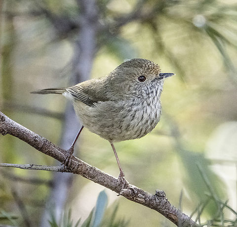 Brown thornbill  Acanthiza pusilla,Australia,Brown thornbill,Geotagged,Winter