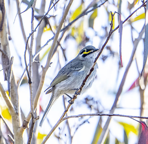 Yellow faced honeyeater  Australia,Caligavis chrysops,Geotagged,Winter,Yellow-faced honeyeater