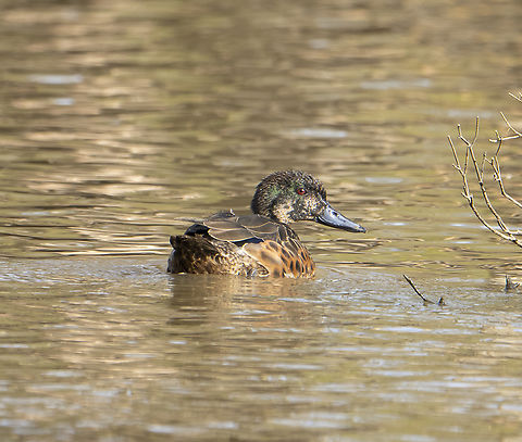 Chestnut teal  Anas castanea,Australia,Chestnut teal,Geotagged,Winter