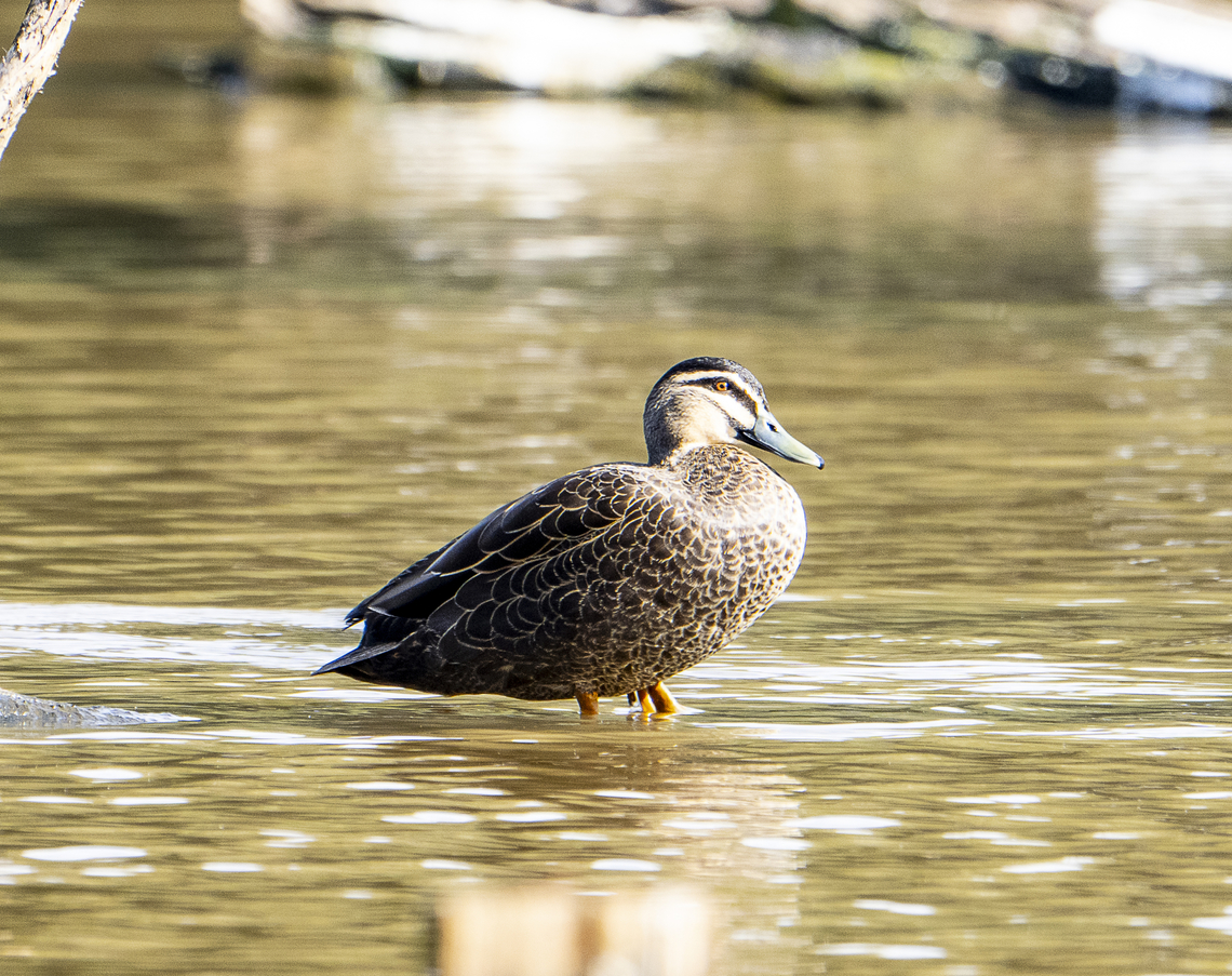 Pacific black duck  Anas superciliosa,Australia,Geotagged,Pacific black duck,Winter