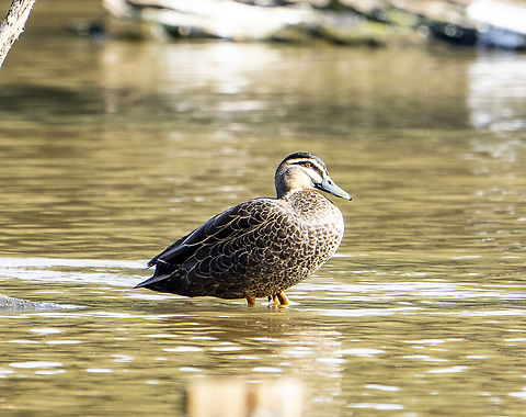 Pacific black duck  Anas superciliosa,Australia,Geotagged,Pacific black duck,Winter