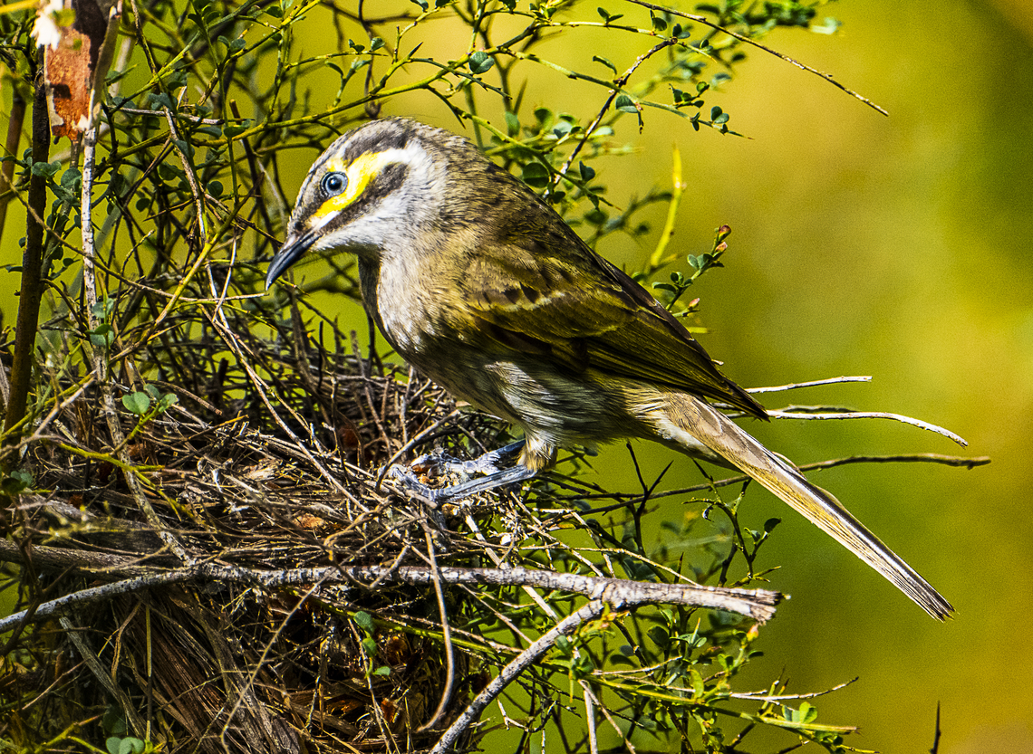 Yellow-faced honeyeater This cute bird was checking out a nest previously occupied by a New holland honeyeater Australia,Caligavis chrysops,Geotagged,Winter,Yellow-faced honeyeater