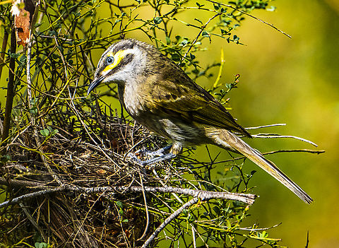 Yellow-faced honeyeater This cute bird was checking out a nest previously occupied by a New holland honeyeater Australia,Caligavis chrysops,Geotagged,Winter,Yellow-faced honeyeater