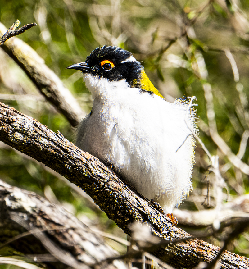 White-naped honeyeater Quite downy - young ? Australia,Geotagged,Melithreptus lunatus,White-naped honeyeater,Winter