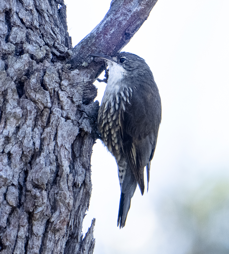 White-throated treecreeper  Australia,Cormobates leucophaea,Geotagged,White-throated treecreeper,Winter