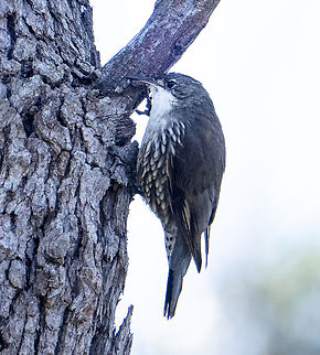 White-throated treecreeper  Australia,Cormobates leucophaea,Geotagged,White-throated treecreeper,Winter