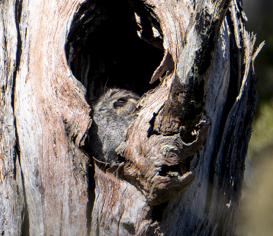 A solar snooze - Owlet nightjar Middle of my night Aegotheles cristatus,Australia,Australian Owlet-nightjar,Geotagged,Winter
