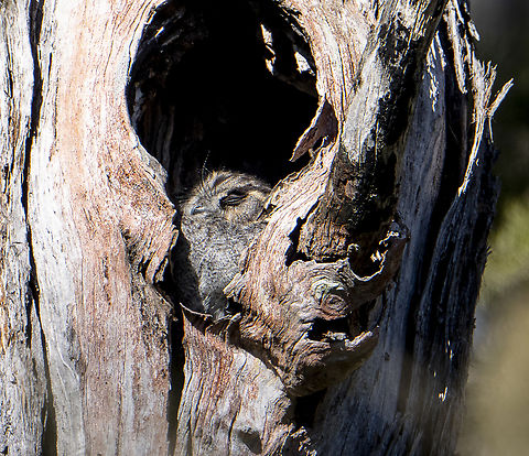 A solar snooze - Owlet nightjar Middle of my night Aegotheles cristatus,Australia,Australian Owlet-nightjar,Geotagged,Winter