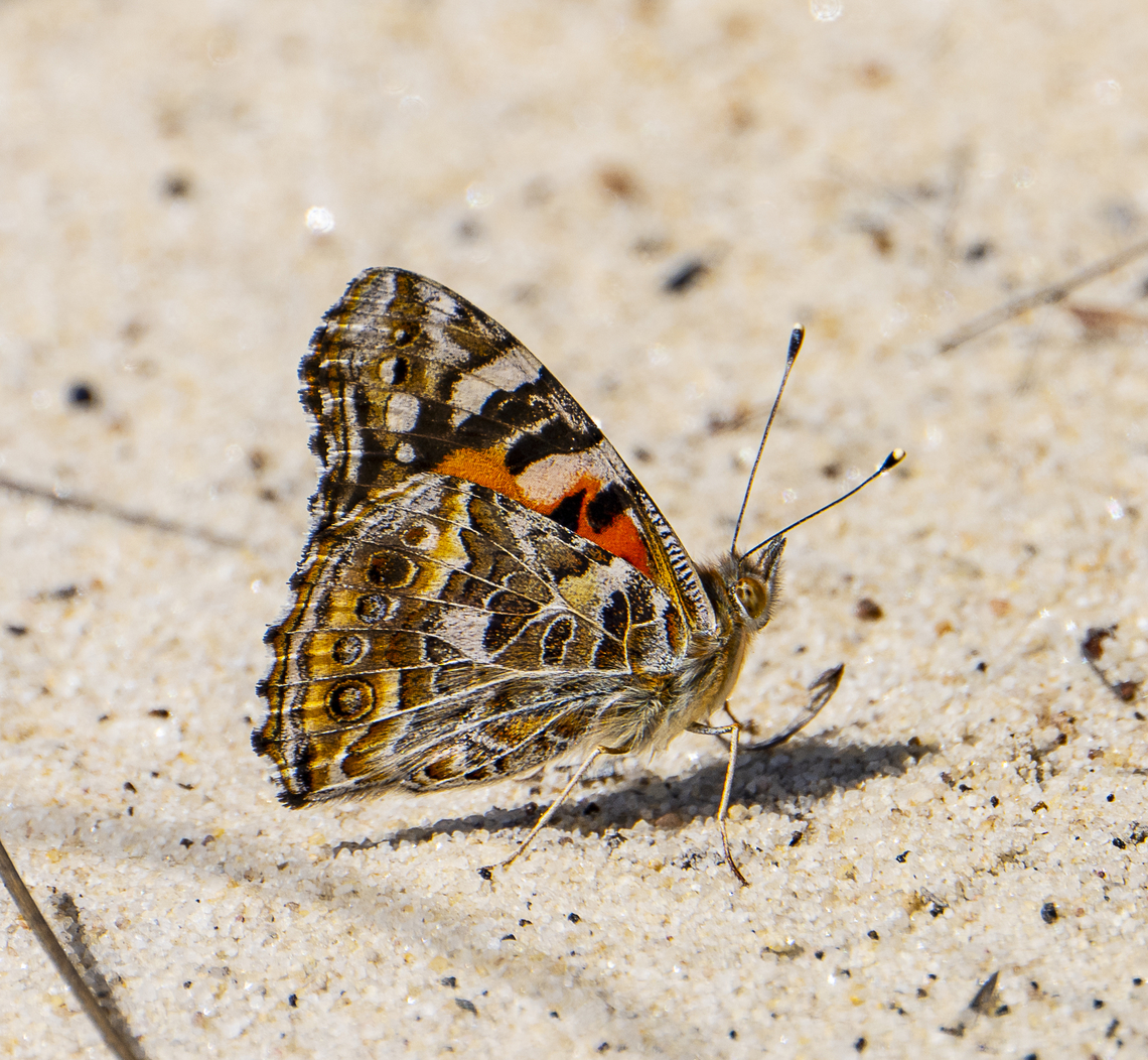 Spring Flutterby - Australian Painted Lady  Australia,Australian painted lady,Geotagged,Vanessa (Cynthia) kershawi,Winter