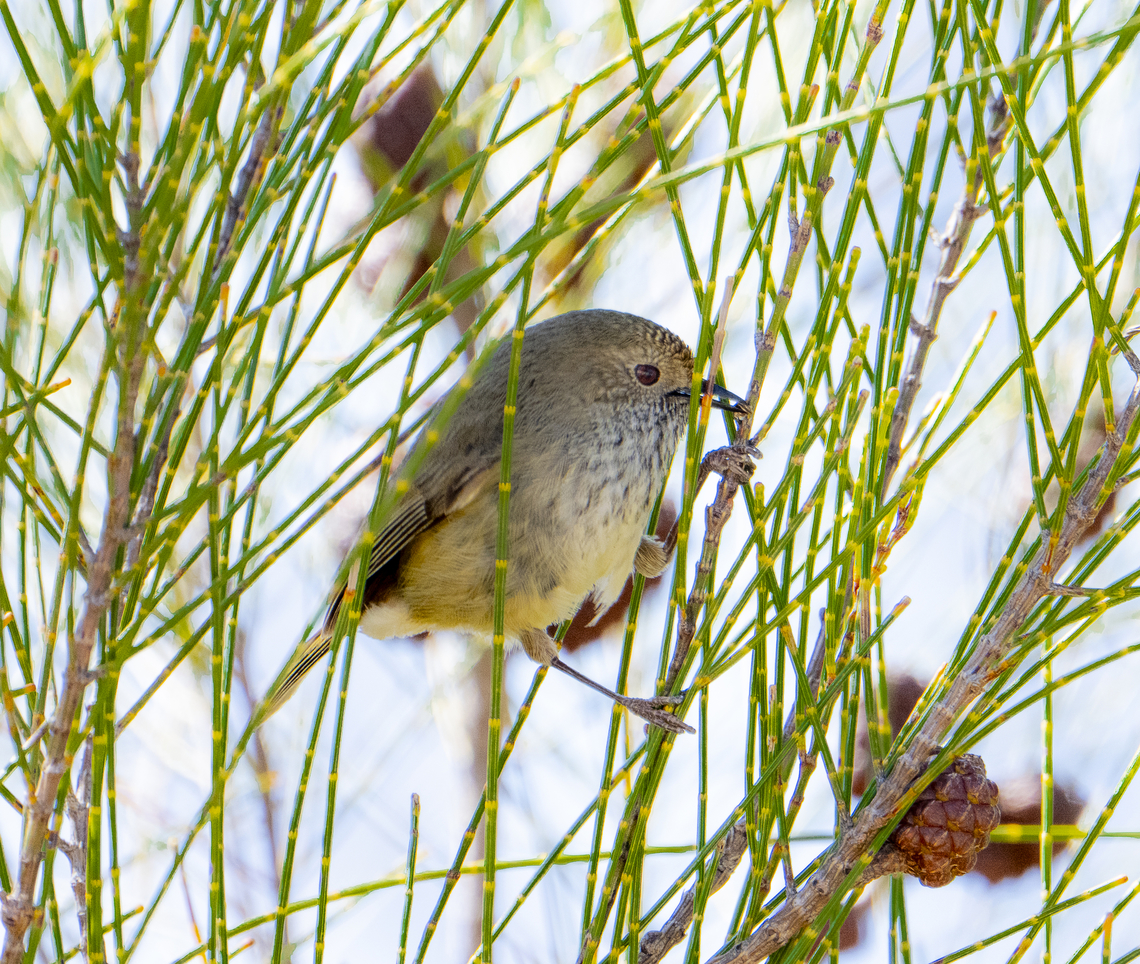 Brown thornbill  Acanthiza pusilla,Australia,Brown thornbill,Geotagged,Winter