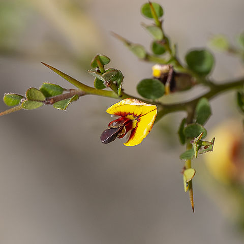 Gorse bitter pea  - Daviesia ulicifolia subsp. ulicifolia  Australia,Daviesia ulicifolia,Geotagged,Gorse Bitter Pea,Winter