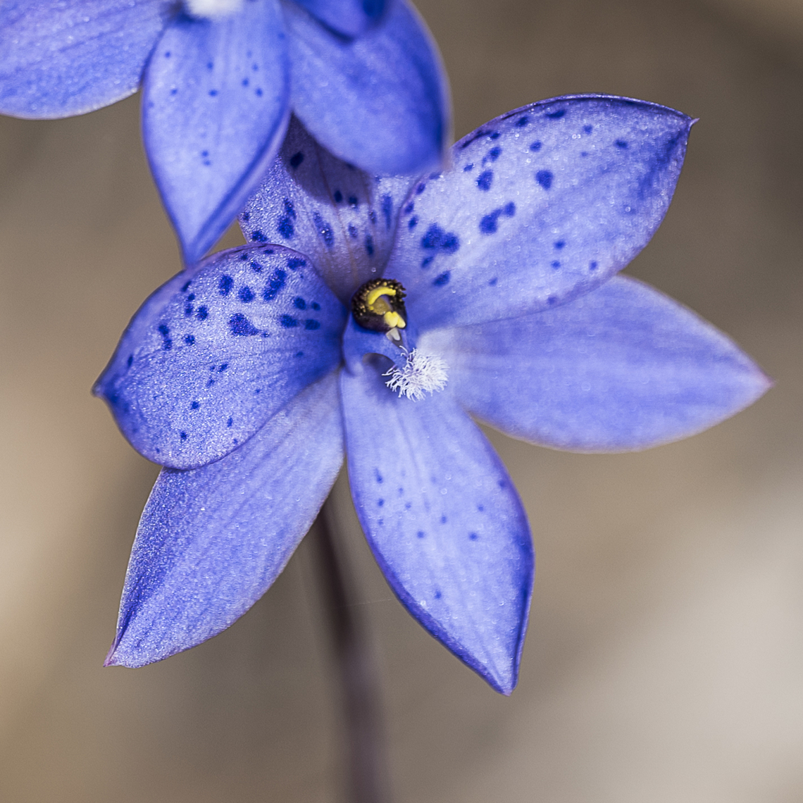 Spotted sun orchid  Australia,Geotagged,Spotted sun orchid,Thelymitra ixioides,Winter