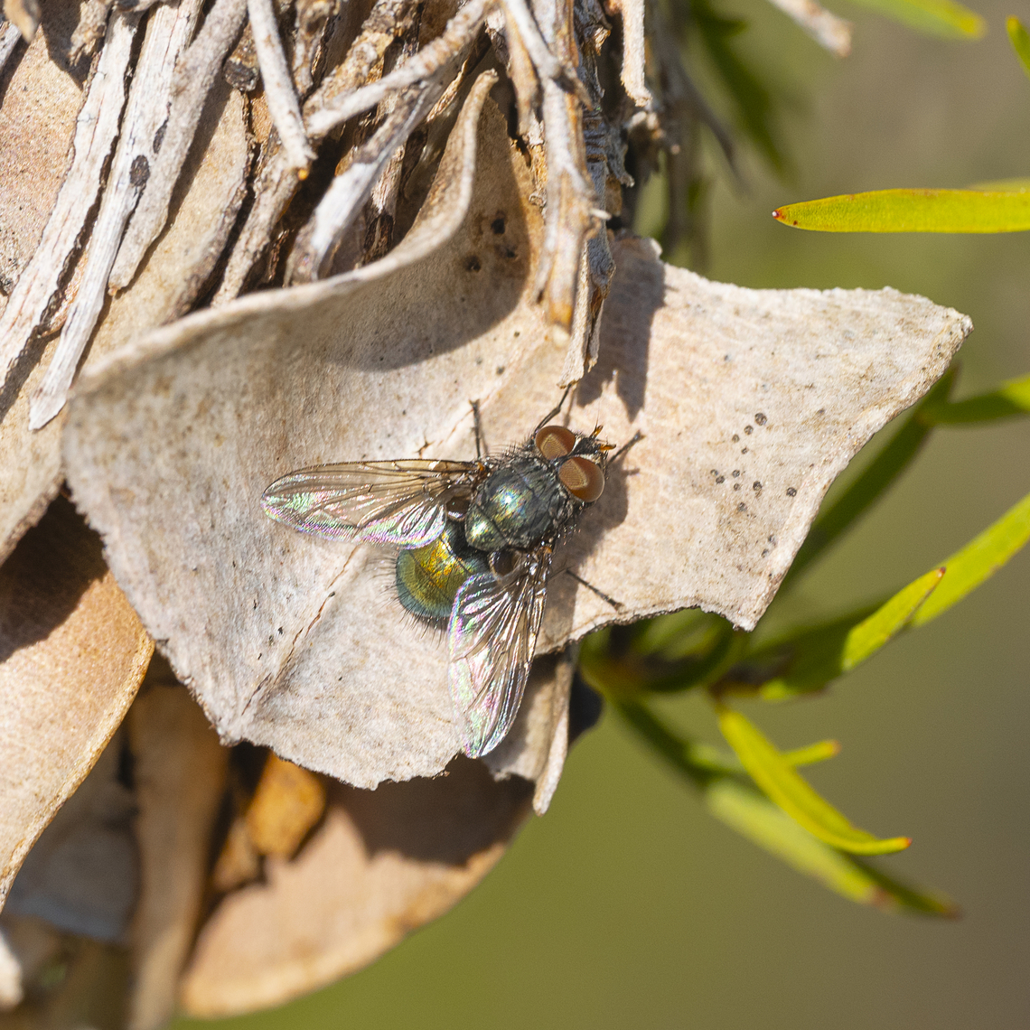 A bristle fly  Australia,Geotagged,Winter