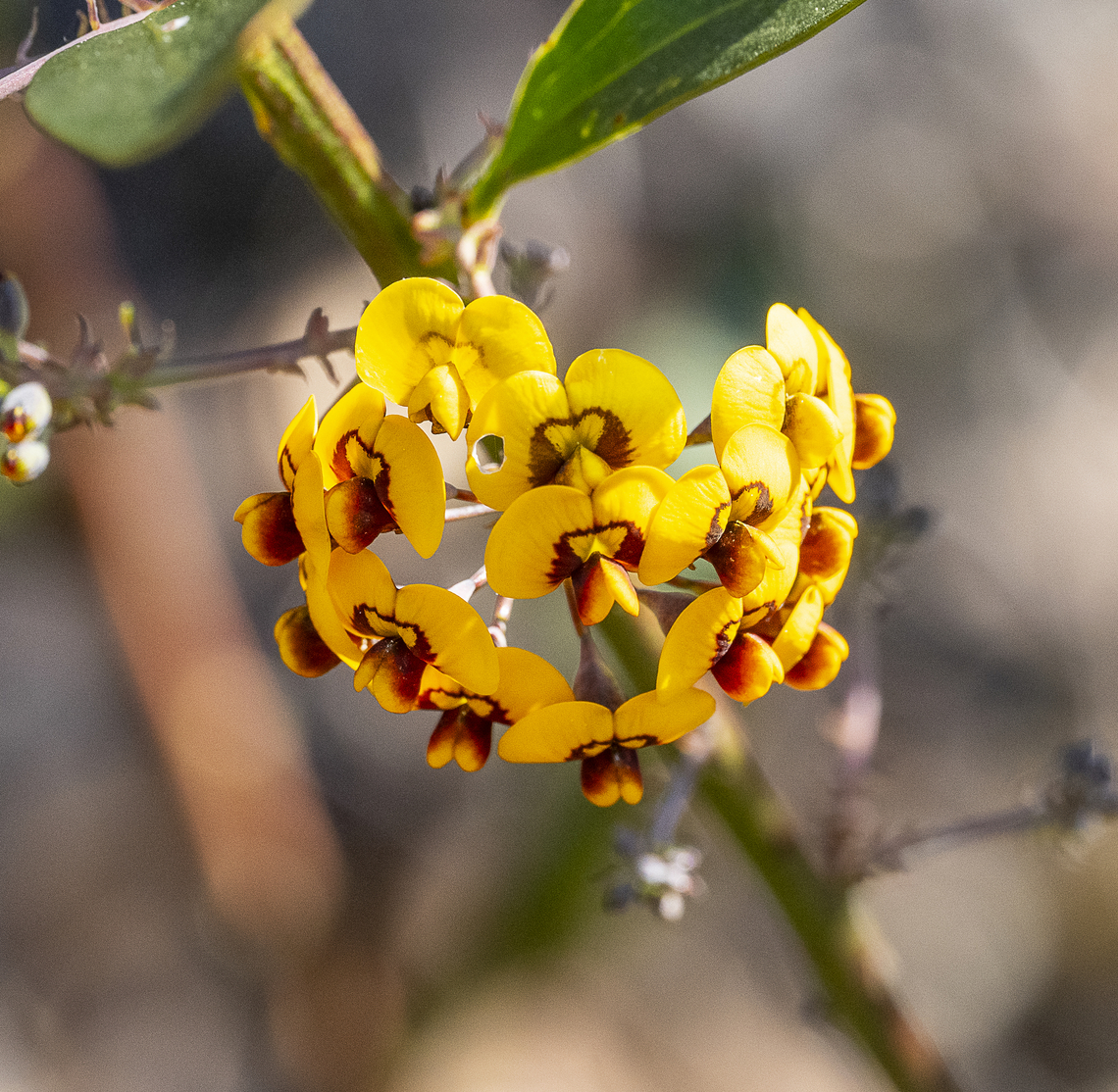 Clustered bitter pea  Australia,Daviesia corymbosa,Geotagged,Narrow Leaf Bitter Pea,Winter