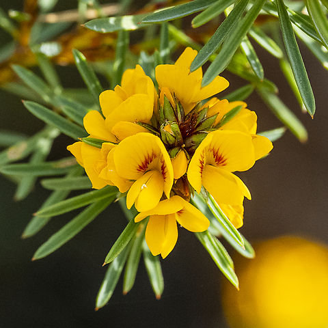 Handsome bush pea  Australia,Geotagged,Handsome bush-pea,Pultenaea stipularis,Winter