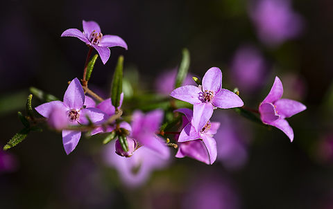 Sydney Boronia - Boronia ledifolia  Australia,Boronia ledifolia,Geotagged,Sydney Boronia,Winter