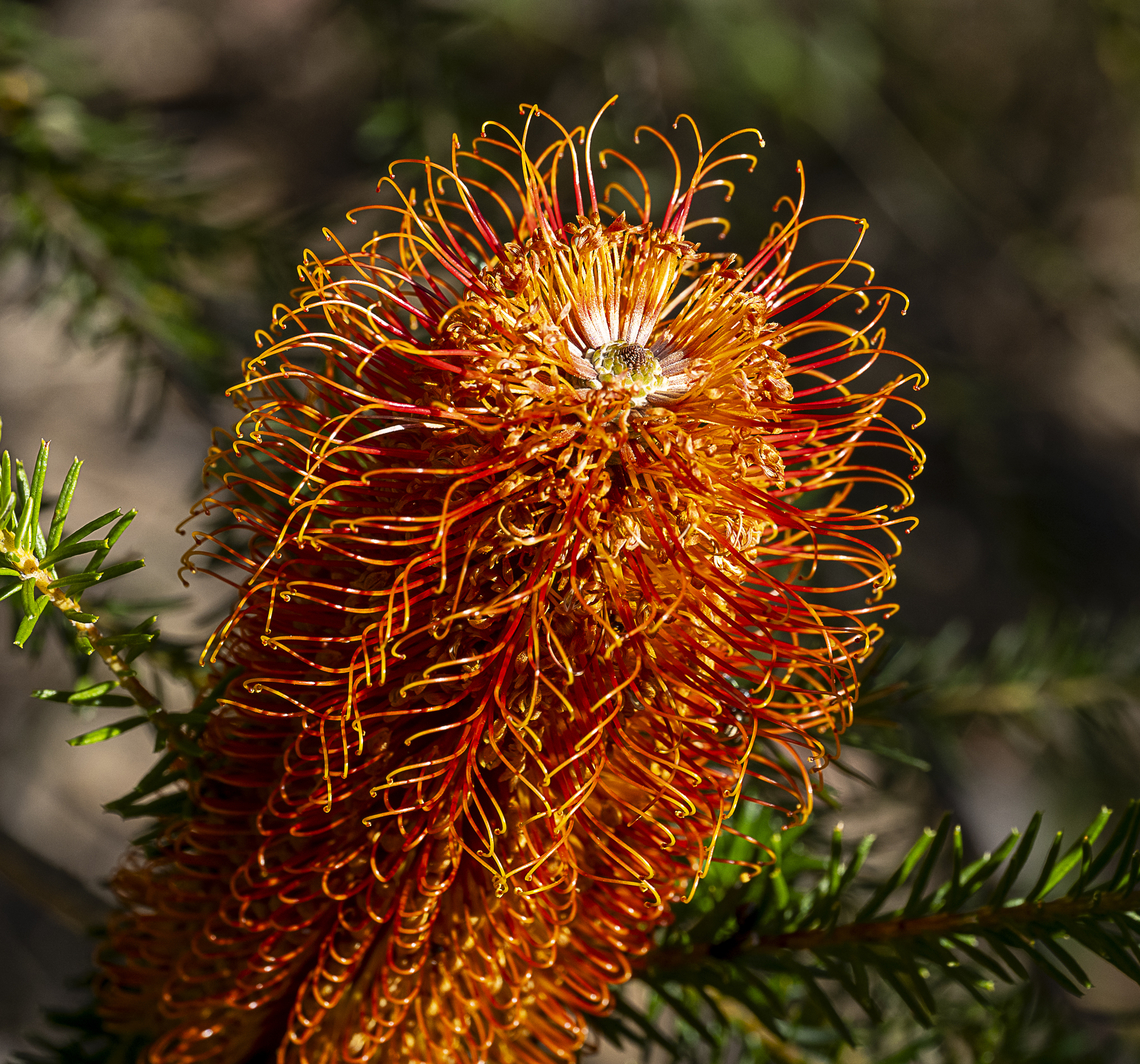 Banksia ericifolia  Australia,Banksia ericifolia,Geotagged,Heath-leaved Banksia,Winter