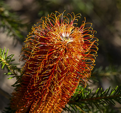 Banksia ericifolia  Australia,Banksia ericifolia,Geotagged,Heath-leaved Banksia,Winter