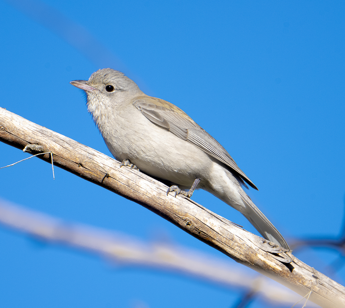 Grey shrike-thrush - Colluricincla harmonica  Australia,Colluricincla harmonica,Geotagged,Grey shrike-thrush,Winter