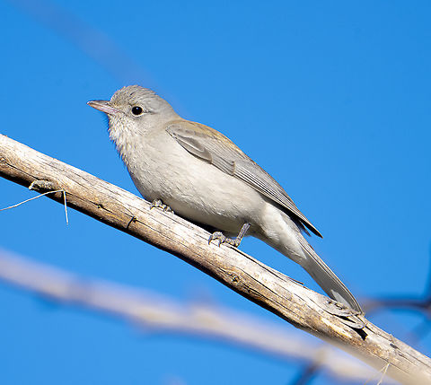 Grey shrike-thrush - Colluricincla harmonica  Australia,Colluricincla harmonica,Geotagged,Grey shrike-thrush,Winter