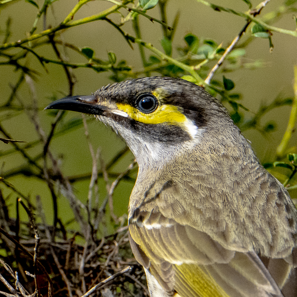 Head Study - Yellow faced honeyeater  Australia,Caligavis chrysops,Geotagged,Winter,Yellow-faced honeyeater