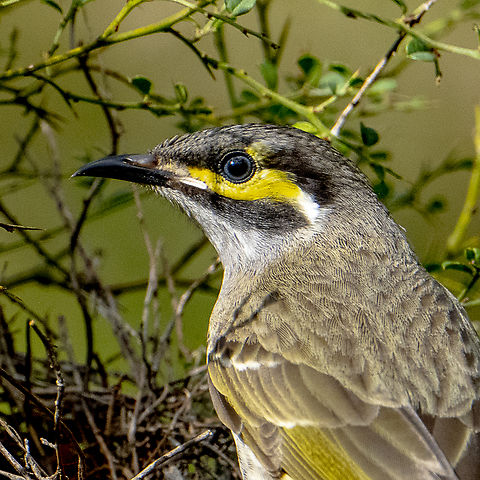 Head Study - Yellow faced honeyeater  Australia,Caligavis chrysops,Geotagged,Winter,Yellow-faced honeyeater