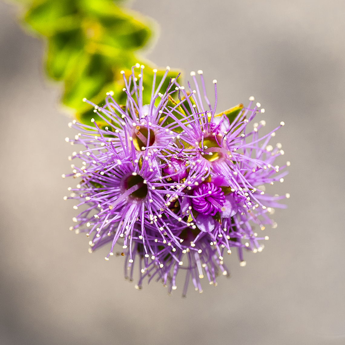 Pretty in pink - Kunzea capitata  Australia,Geotagged,Kunzea capitata,Pink Kunzea,Spring