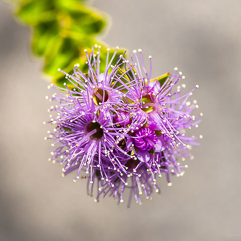 Pretty in pink - Kunzea capitata  Australia,Geotagged,Kunzea capitata,Pink Kunzea,Spring