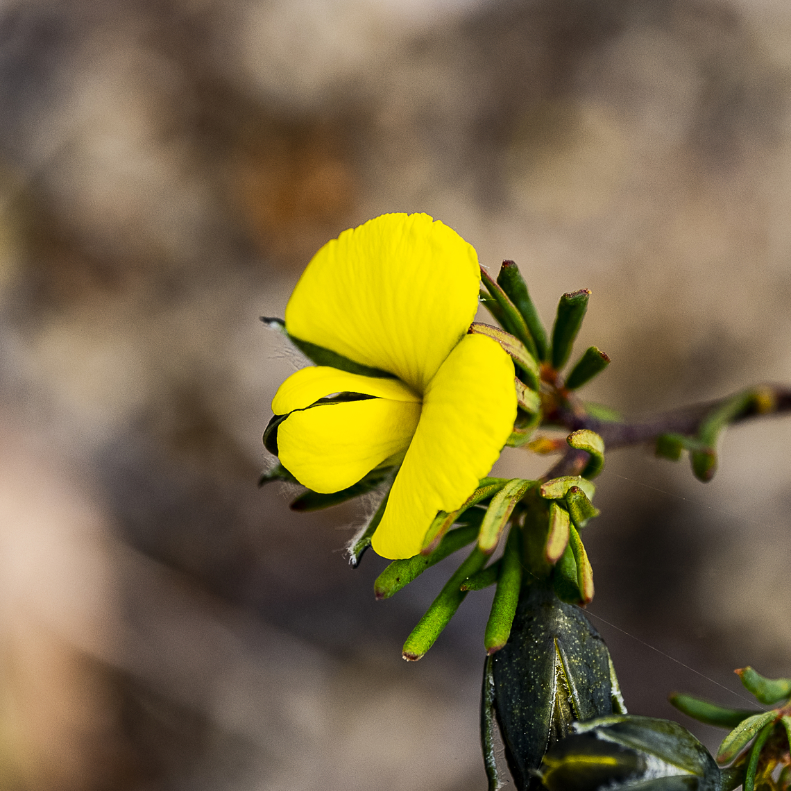 Broad-leaf Wedge Pea - Gompholobium latifolium  Australia,Geotagged,Golden glory pea,Gompholobium latifolium,Winter