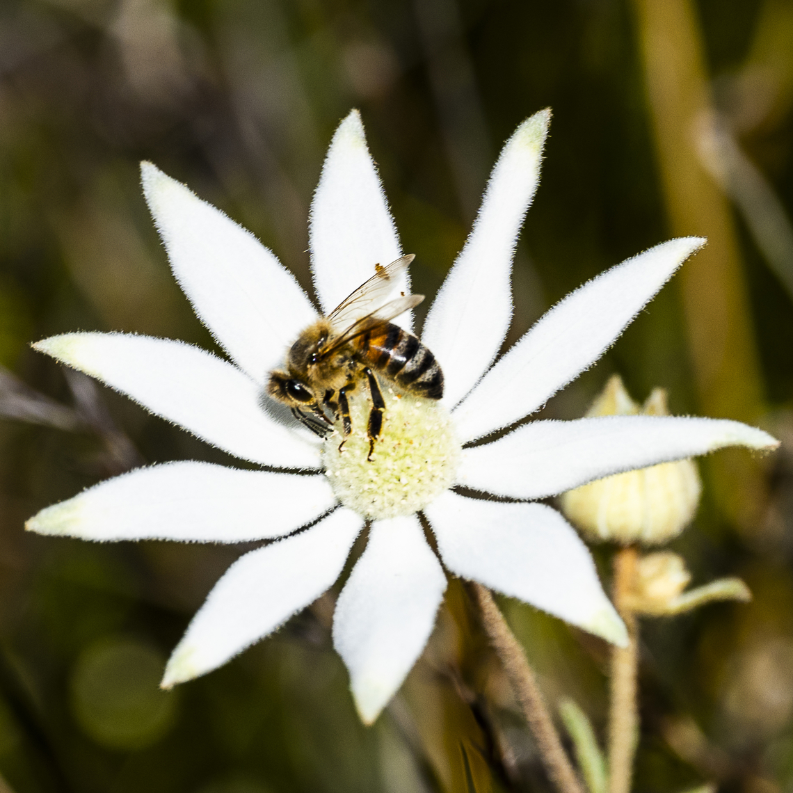 Western honey bee  Apis mellifera,Australia,Geotagged,Spring,Western honey bee