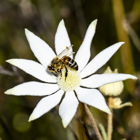 Western honey bee  Apis mellifera,Australia,Geotagged,Spring,Western honey bee