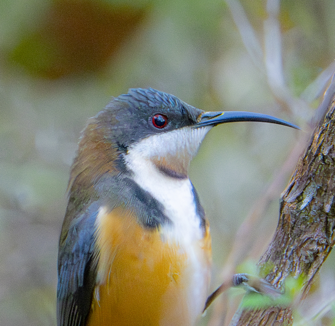 Eastern spinebill head study  Acanthorhynchus tenuirostris,Australia,Eastern spinebill,Geotagged,Winter