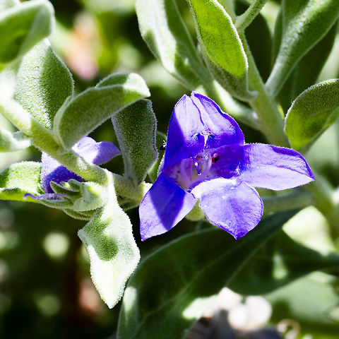 Desert Pride  Australia,Desert pride,Eremophila  mackinlayi,Geotagged,Spring
