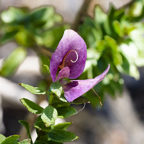 Magnificent prostanthera  Australia,Geotagged,Magnificent prostanthera,Prostanthera magnifica,Spring